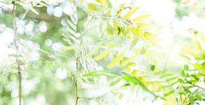 2023年四川南充师范学校招生指南