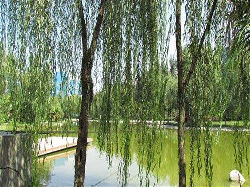 成都技师学院学费多少(成都市技师学院招生办电话)