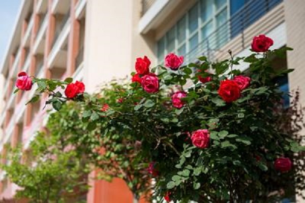 成都弘博中等专业学校是公办吗(成都市财贸职业高级中学校学费)